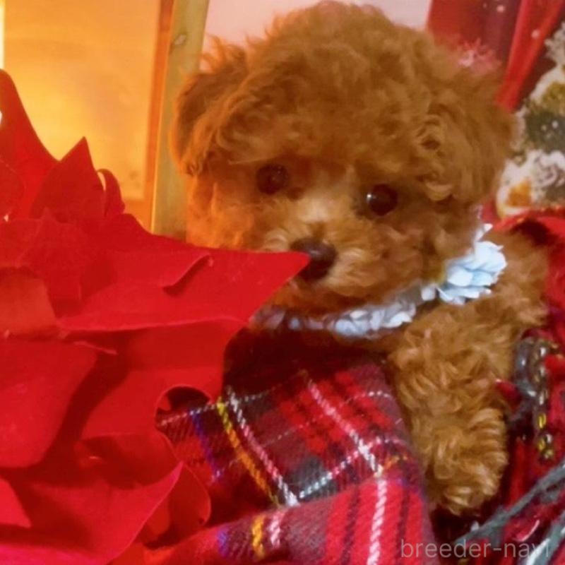 販売中の千葉県のティーカッププードル-432777の1枚目