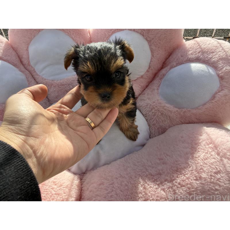 販売中の岐阜県のヨークシャーテリア-428153の2枚目