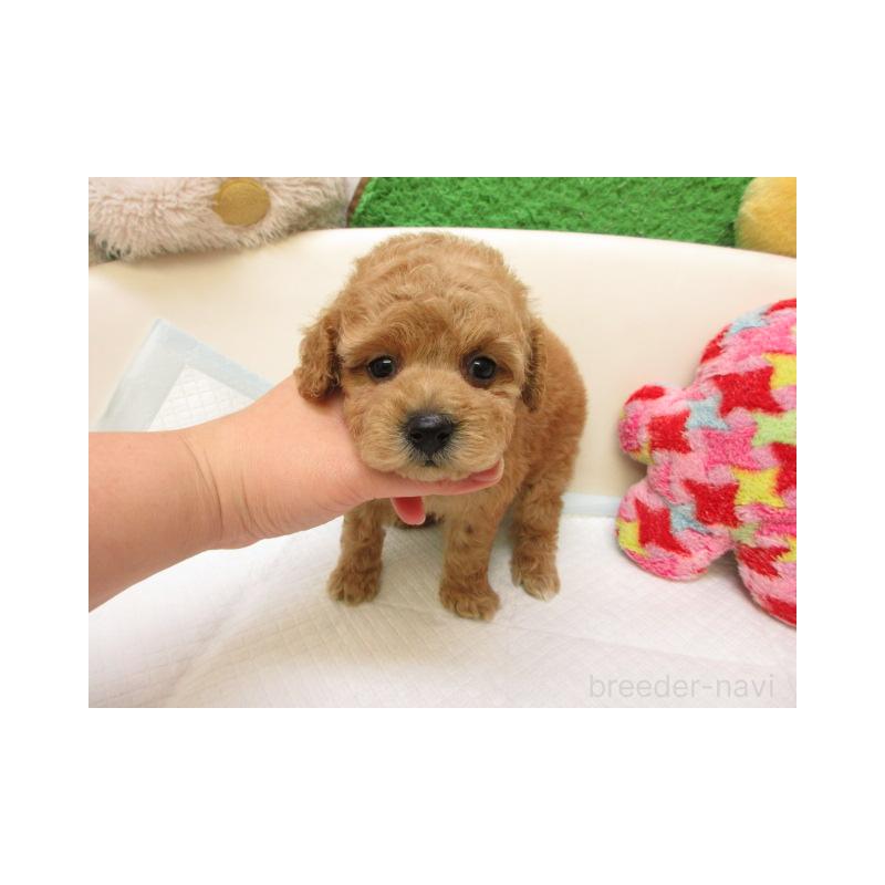 販売中の大阪府のトイプードル-432778の2枚目