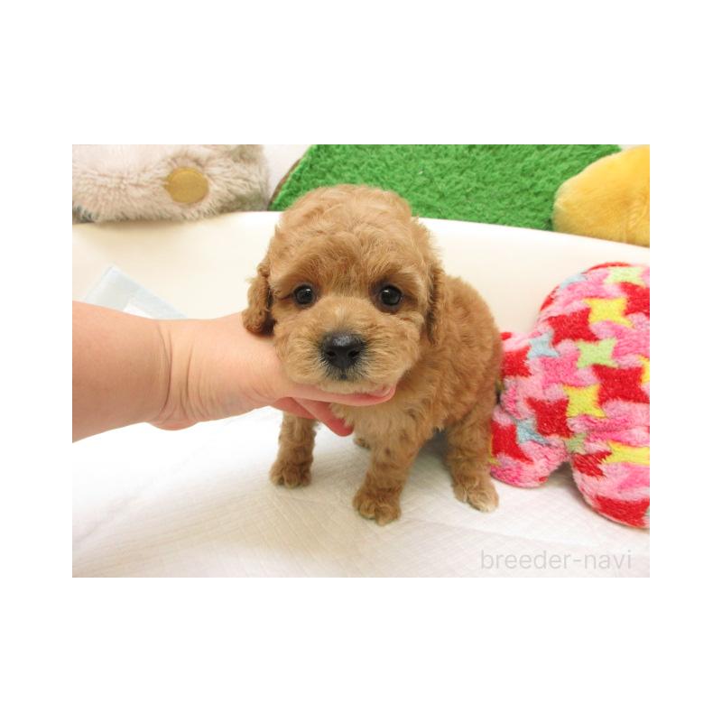 販売中の大阪府のトイプードル-432778の1枚目