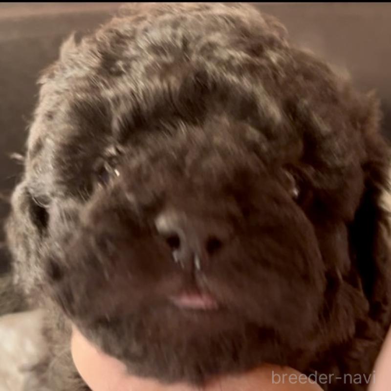 販売中の東京都のマルプー:マルチーズ×トイプードル-427269