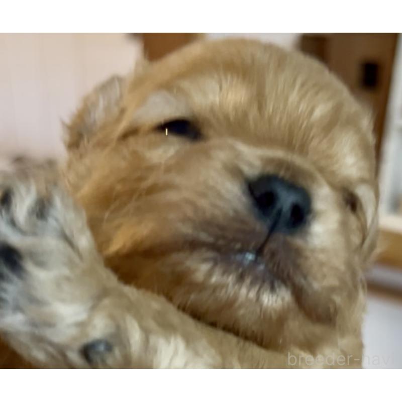 商談中の東京都のポメプー:ポメラニアン×トイプードル-432267の5枚目