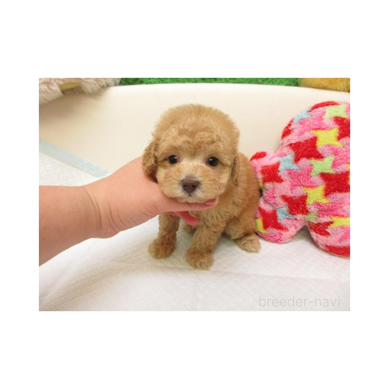 販売中の大阪府のトイプードル-432779の2枚目