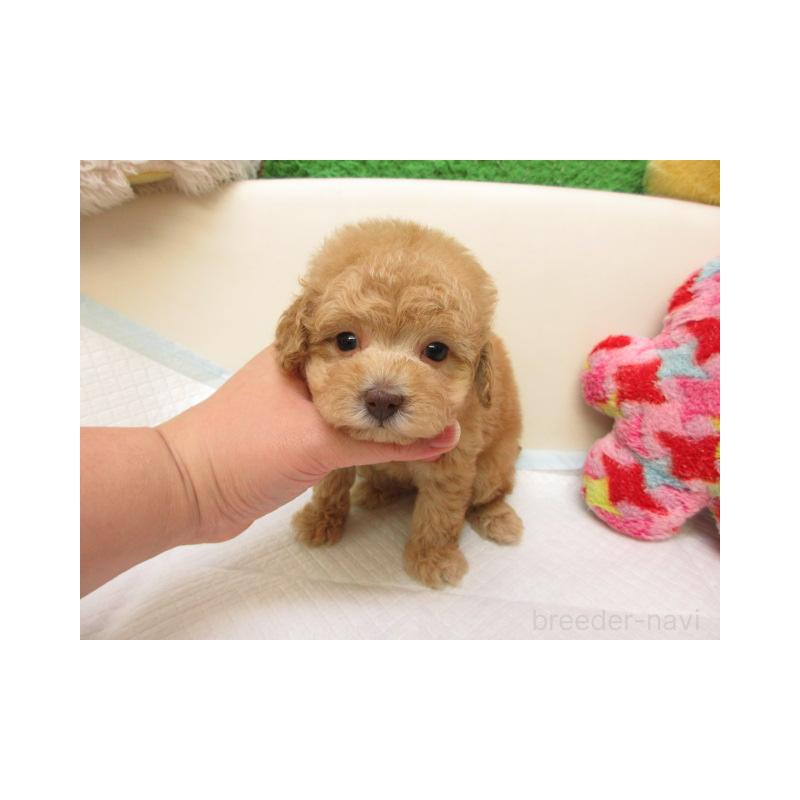 販売中の大阪府のトイプードル-432779