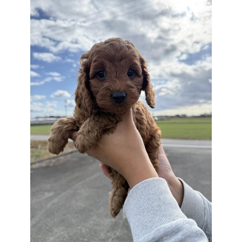 販売中の岐阜県のコッカプー:アメリカンコッカースパニエル×トイプードル-428220の2枚目