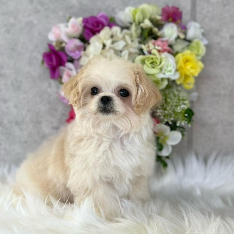 販売中の岡山県のミックス犬-432780の5枚目