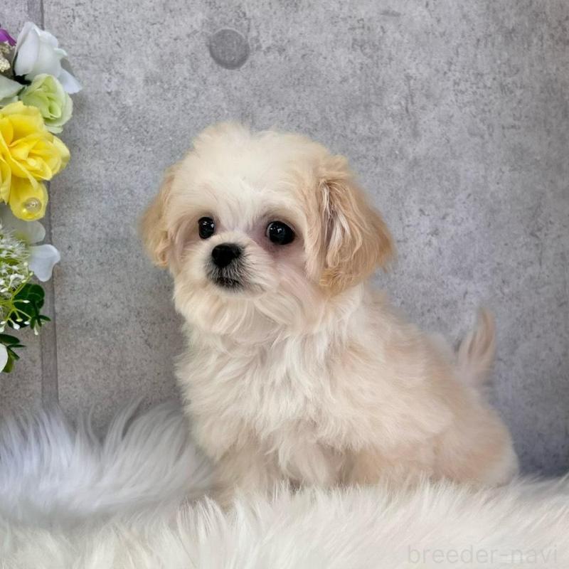 販売中の岡山県のミックス犬-432780の4枚目