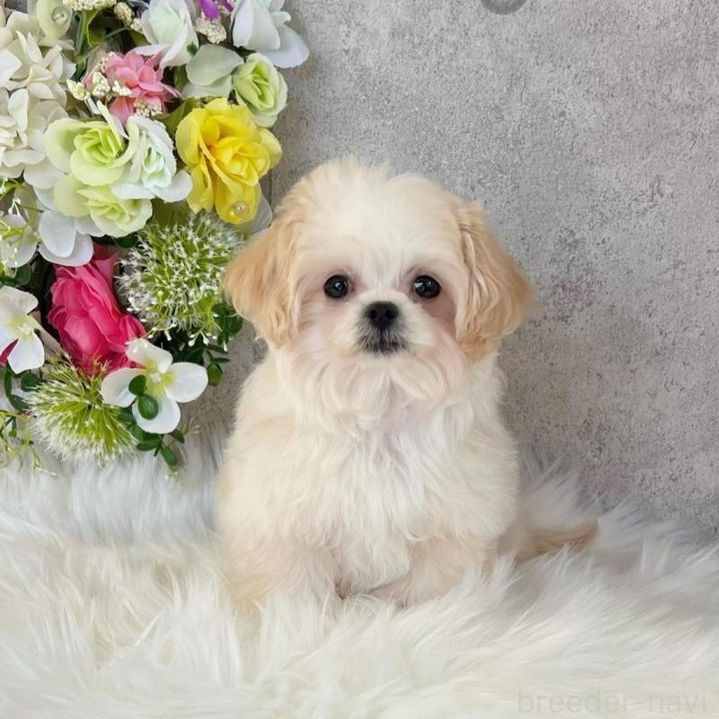 販売中の岡山県のミックス犬-432780の3枚目