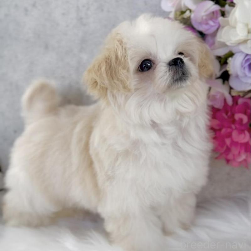 販売中の岡山県のミックス犬-432780の2枚目