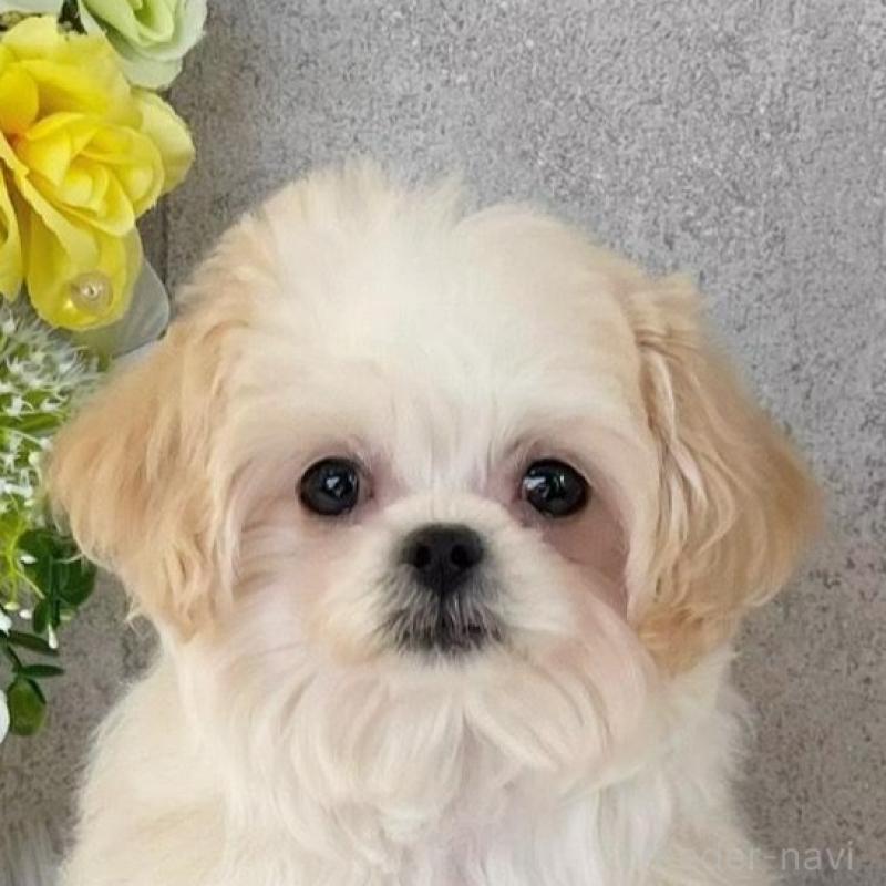 販売中の岡山県のミックス犬-432780