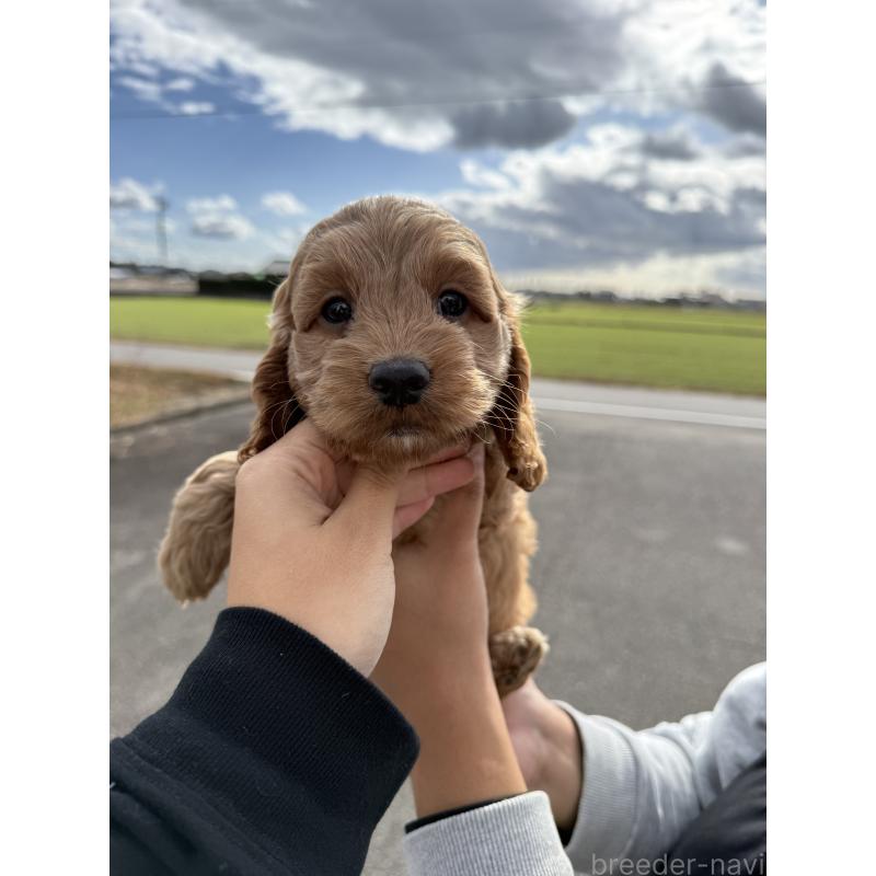 販売中の岐阜県のコッカプー:アメリカンコッカースパニエル×トイプードル-428221の3枚目