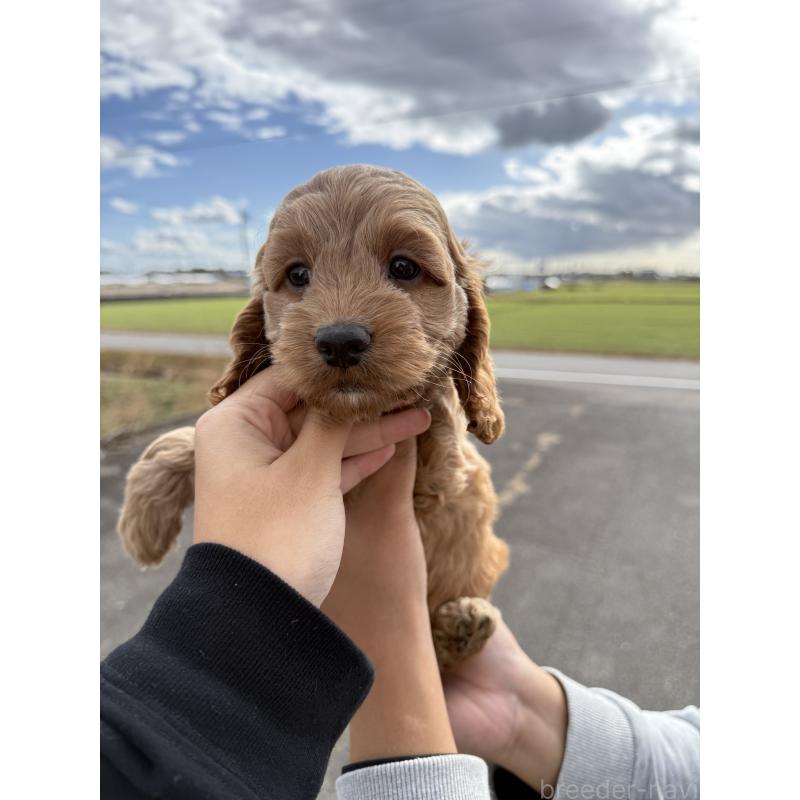 販売中の岐阜県のコッカプー:アメリカンコッカースパニエル×トイプードル-428221の2枚目