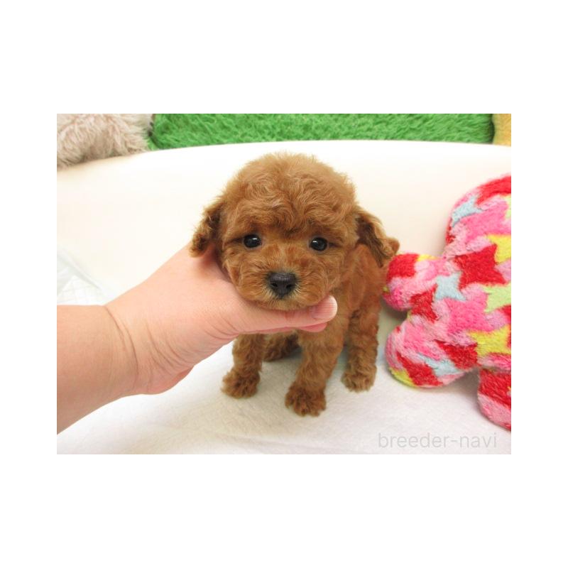 販売中の大阪府のトイプードル-432781