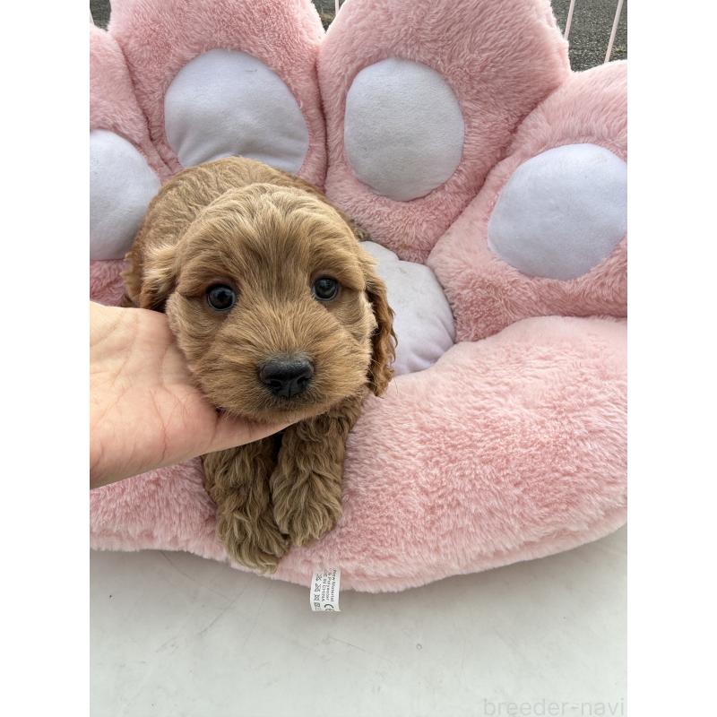 販売中の岐阜県のコッカプー:アメリカンコッカースパニエル×トイプードル-428219の3枚目