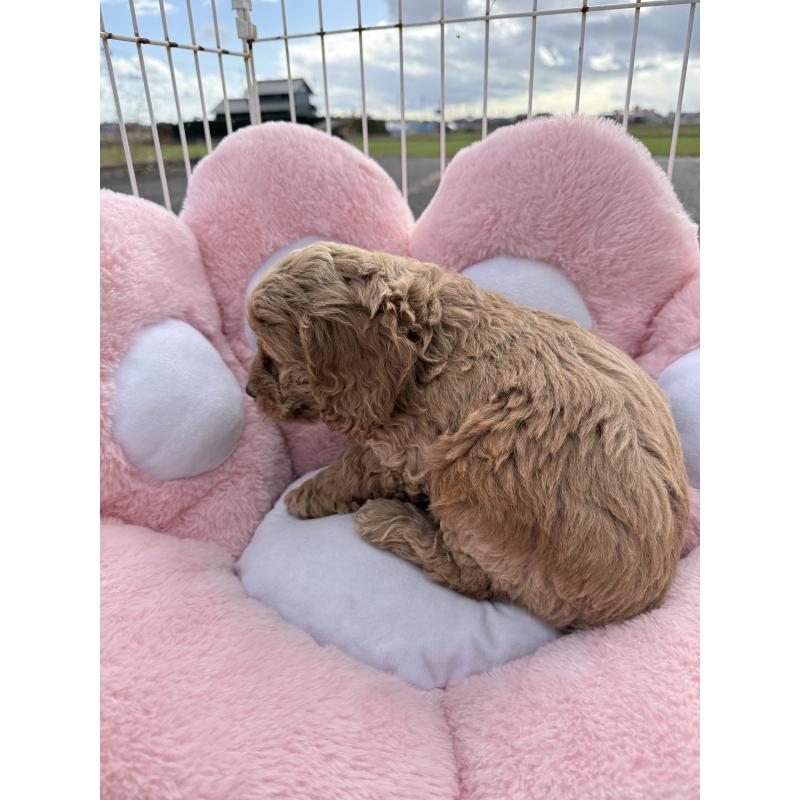 販売中の岐阜県のコッカプー:アメリカンコッカースパニエル×トイプードル-428219の2枚目