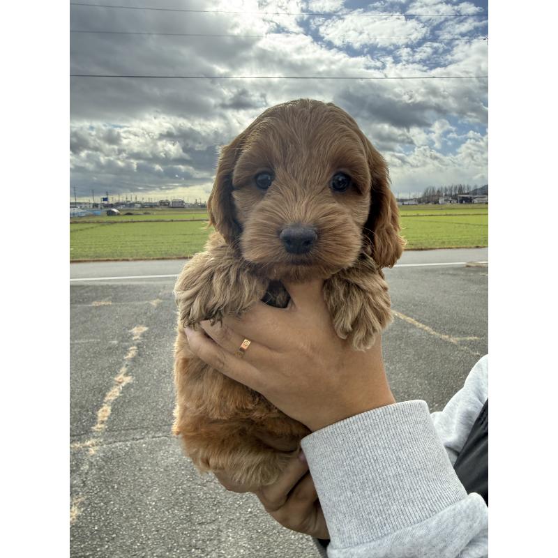 販売中の岐阜県のコッカプー:アメリカンコッカースパニエル×トイプードル-428165の3枚目