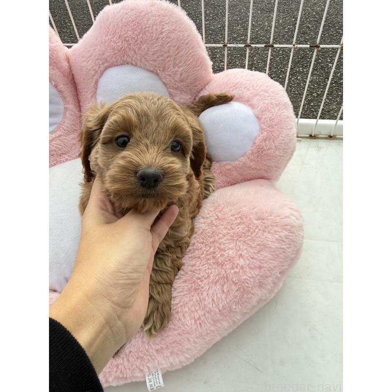 販売中の岐阜県のコッカプー:アメリカンコッカースパニエル×トイプードル-428165の2枚目