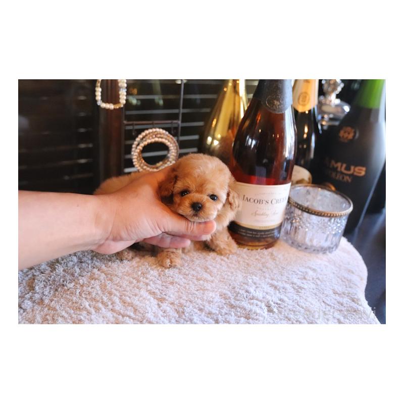 成約済の埼玉県のティーカッププードル-432368の5枚目