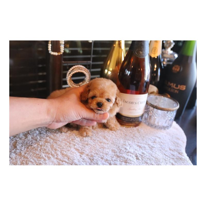 成約済の埼玉県のティーカッププードル-432368の4枚目