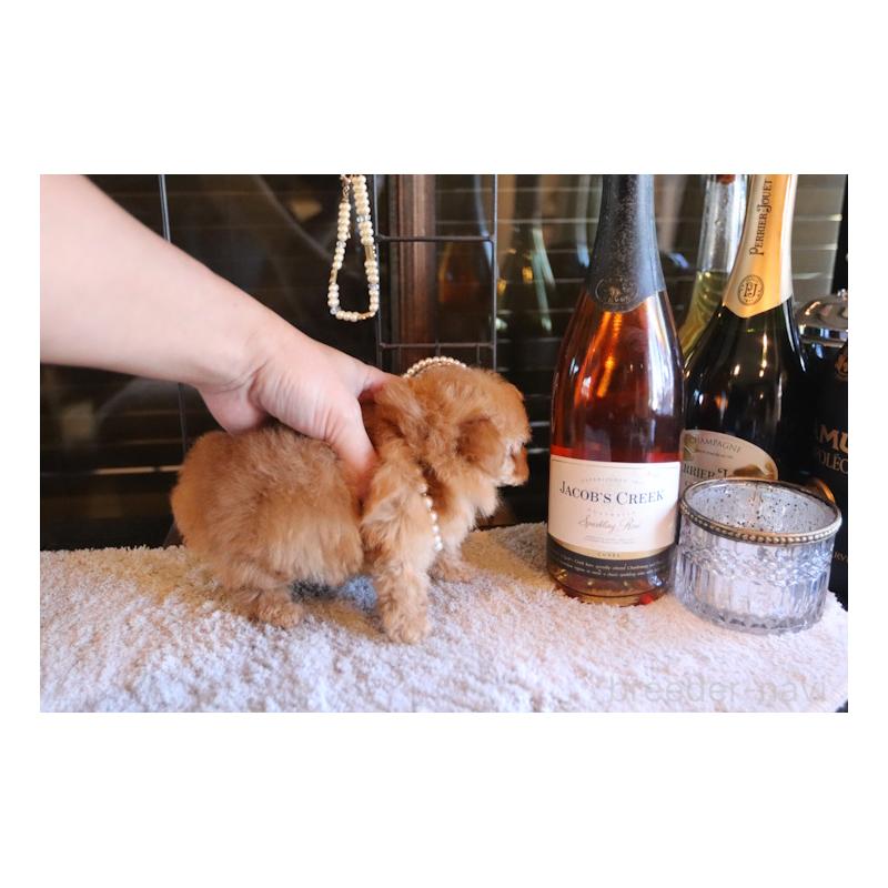 成約済の埼玉県のティーカッププードル-432368の3枚目