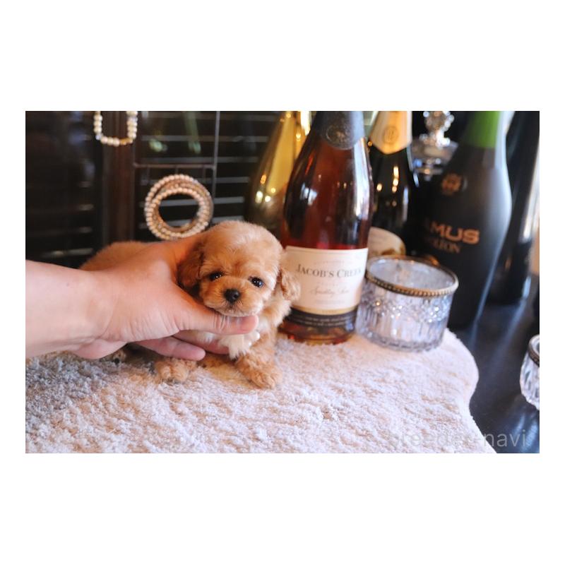 成約済の埼玉県のティーカッププードル-432368の2枚目