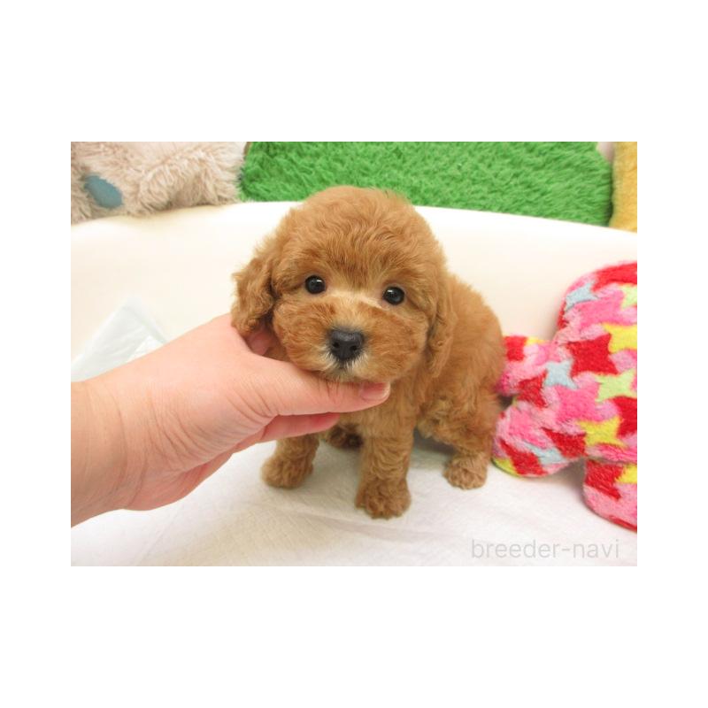 販売中の大阪府のトイプードル-432782