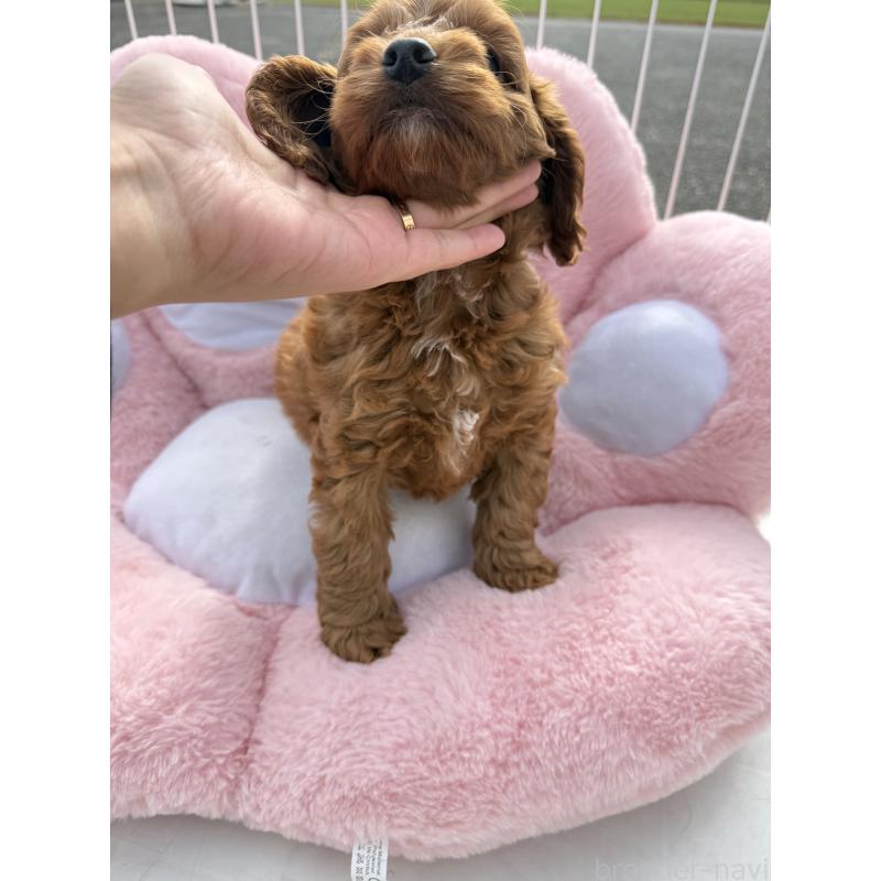 販売中の岐阜県のコッカプー:アメリカンコッカースパニエル×トイプードル-428215の2枚目