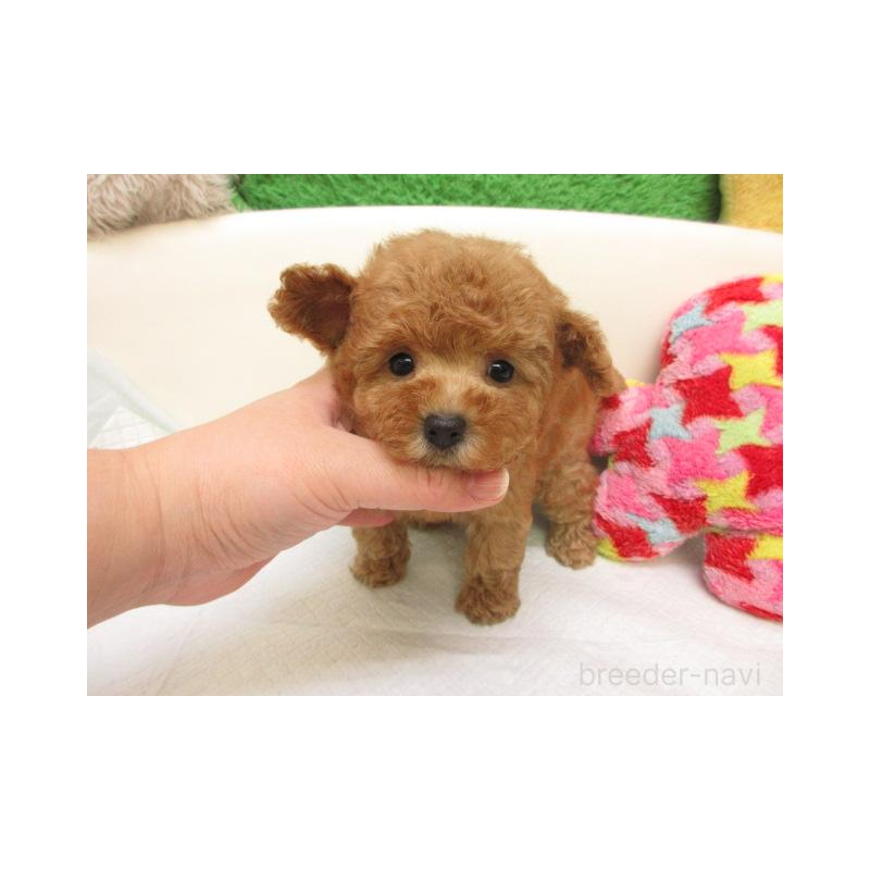 販売中の大阪府のトイプードル-432783の2枚目