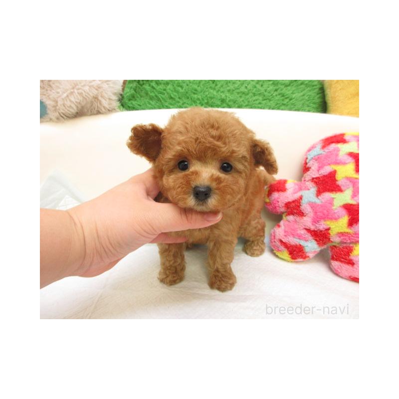 販売中の大阪府のトイプードル-432783