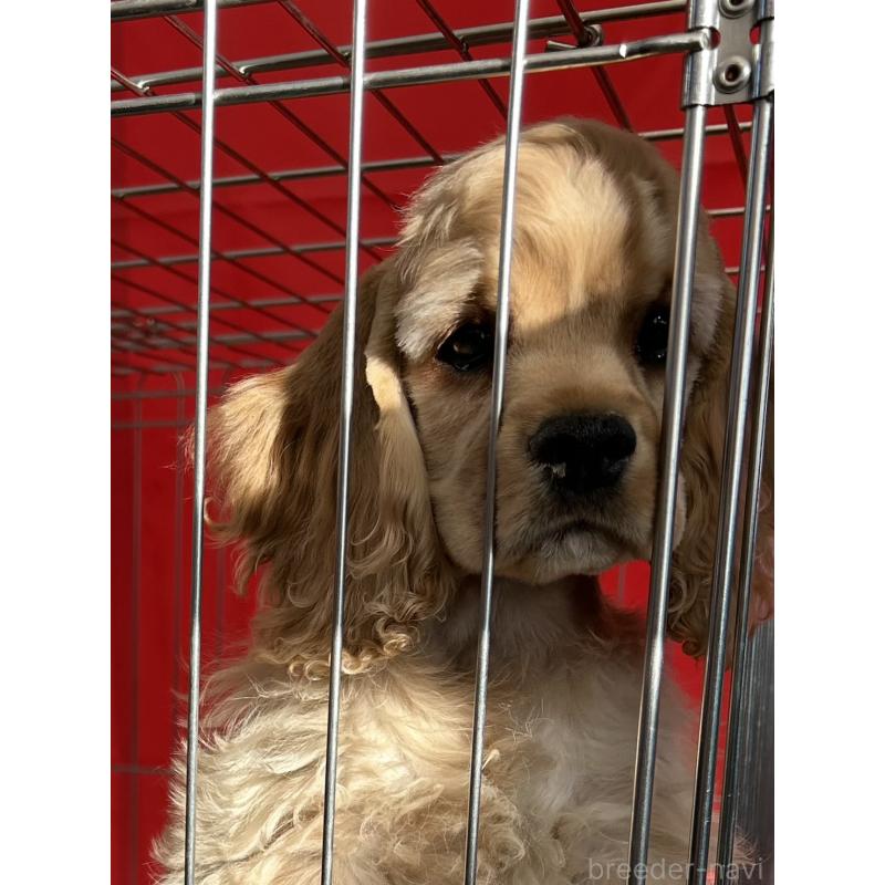 販売中の鹿児島県のアメリカンコッカースパニエル-432784の4枚目