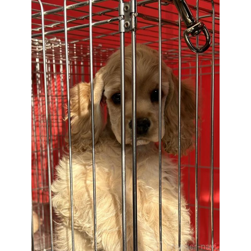 販売中の鹿児島県のアメリカンコッカースパニエル-432784の1枚目