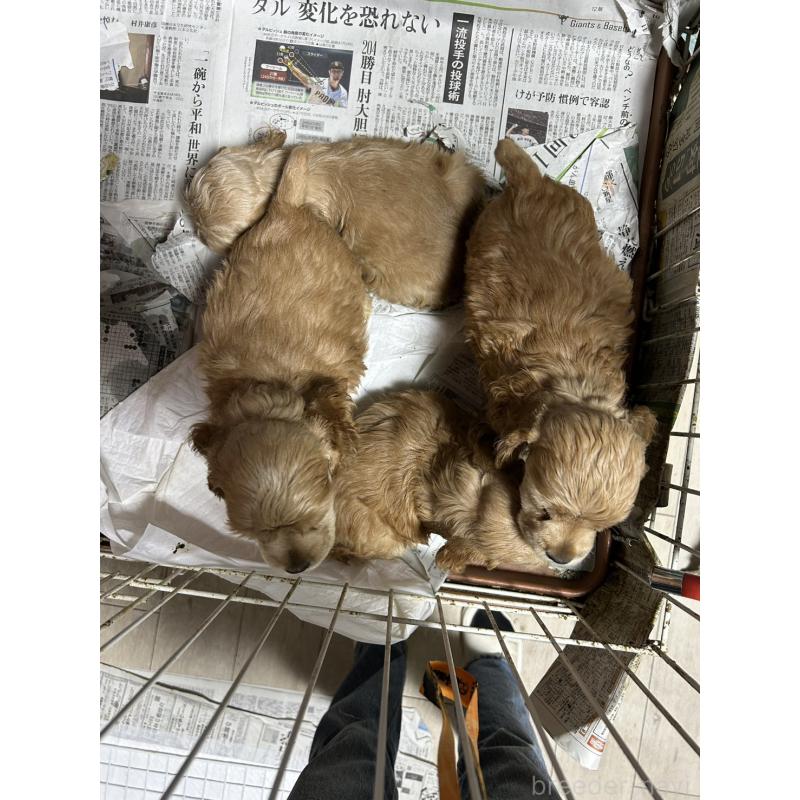 販売中の鹿児島県のアメリカンコッカースパニエル-432784の3枚目