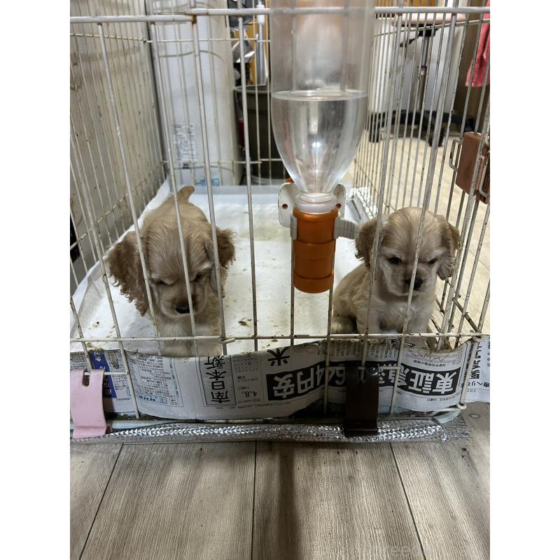 販売中の鹿児島県のアメリカンコッカースパニエル-432784の2枚目