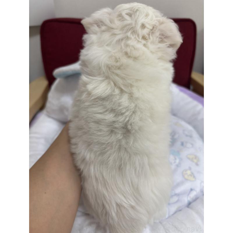 販売中の兵庫県のチワワ(ロングコート)-432786の6枚目