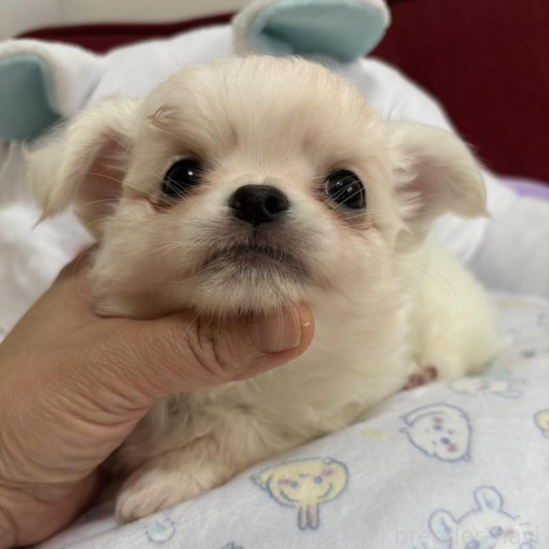 販売中の兵庫県のチワワ(ロングコート)-432786の5枚目