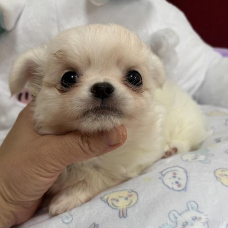 販売中の兵庫県のチワワ(ロングコート)-432786の4枚目