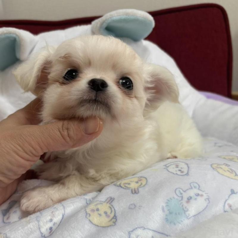 販売中の兵庫県のチワワ(ロングコート)-432786の3枚目