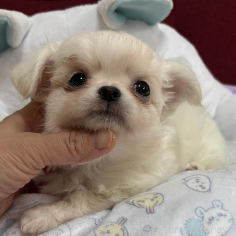 販売中の兵庫県のチワワ(ロングコート)-432786の2枚目