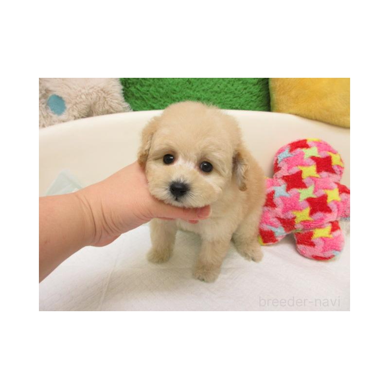 販売中の大阪府のトイプードル-432785の2枚目