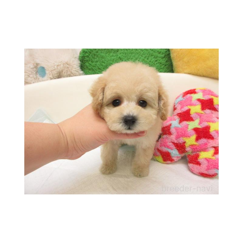 販売中の大阪府のトイプードル-432785