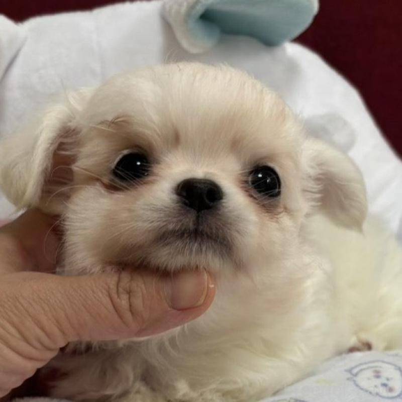 販売中の兵庫県のチワワ(ロングコート)-432786