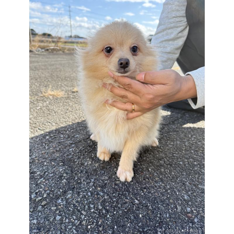 販売中の岐阜県のポメラニアン-432787の3枚目