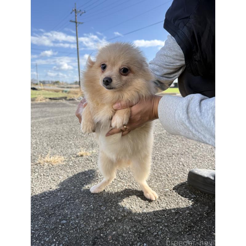 販売中の岐阜県のポメラニアン-432787の2枚目