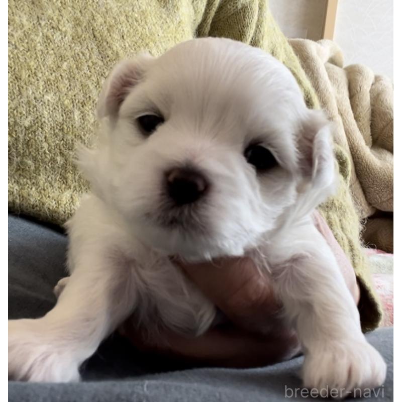 商談中の滋賀県のマルチーズ-430679の82枚目