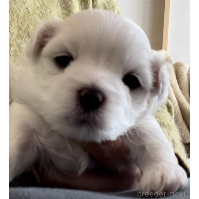 販売中の滋賀県のマルチーズ-430679