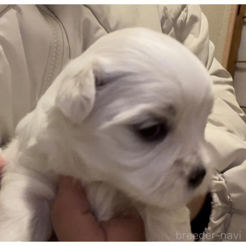 商談中の滋賀県のマルチーズ-430679の80枚目