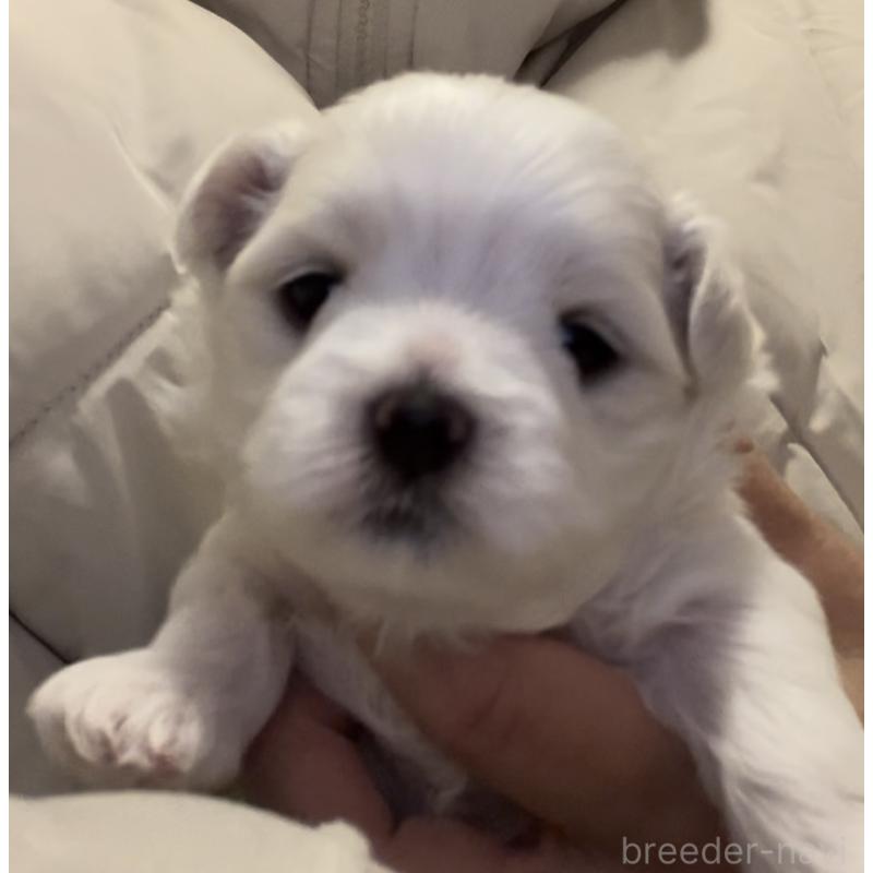 商談中の滋賀県のマルチーズ-430679の79枚目