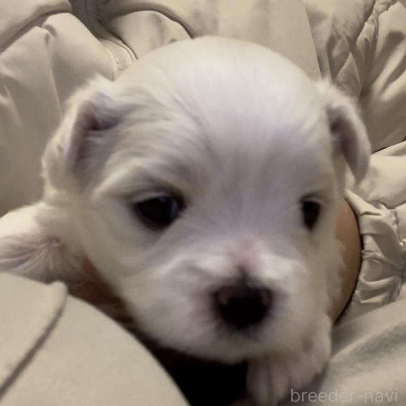 商談中の滋賀県のマルチーズ-430679の77枚目