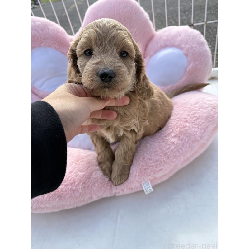 販売中の岐阜県のコッカプー:アメリカンコッカースパニエル×トイプードル-432790の3枚目