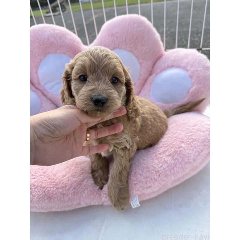 販売中の岐阜県のコッカプー:アメリカンコッカースパニエル×トイプードル-432790の2枚目